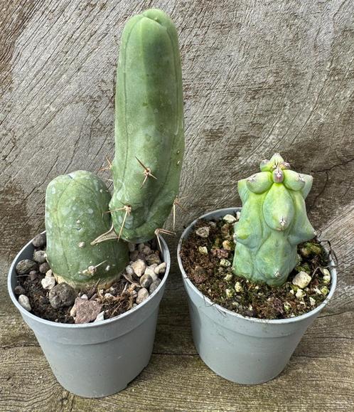 Cactus Stelletje boobiecactus en peniscactus SET, Huis en Inrichting, Kamerplanten, Cactus, Minder dan 100 cm, Verzenden