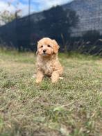 Maltipoo pups uit eigen nest te koop, België, CDV (hondenziekte), 8 tot 15 weken, Meerdere