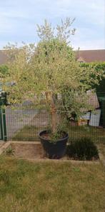 50jaar oude olijfboom, Tuin en Terras, Ophalen, In pot, Olijfboom