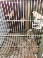 Kanaries, Dieren en Toebehoren