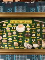 Kader, Verzamelen, Mineralen en Fossielen, Ophalen of Verzenden, Schelp(en)