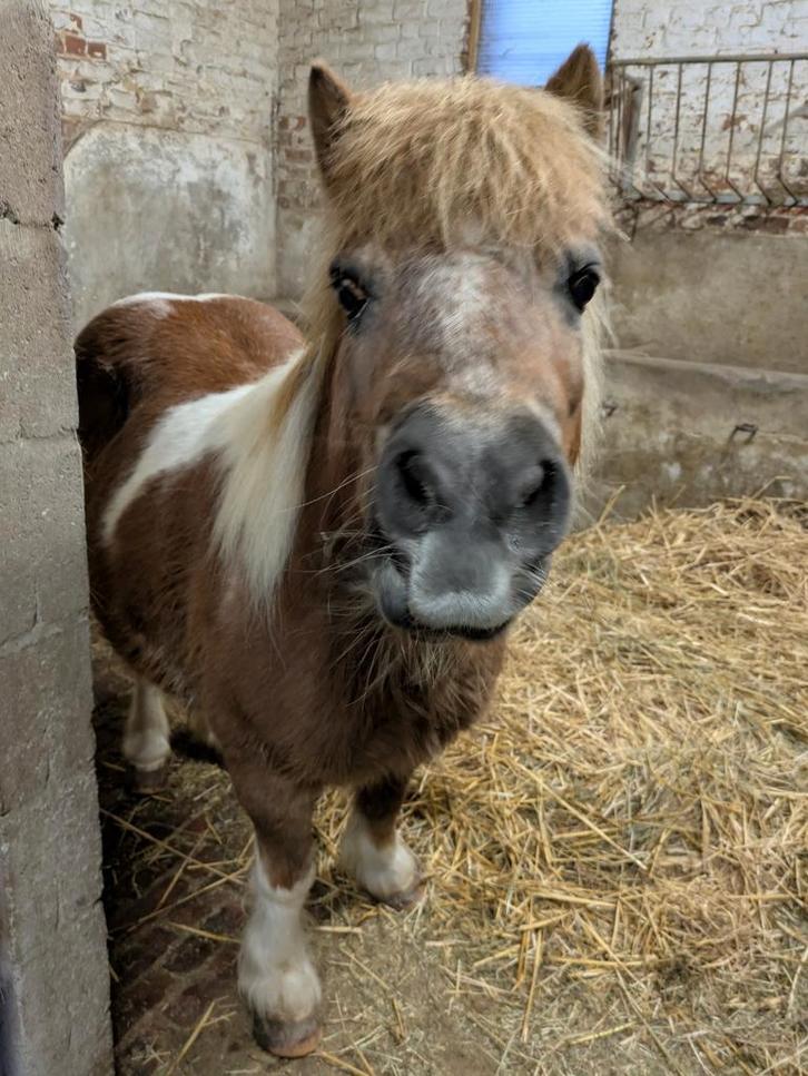 Shetland pony, Dieren en Toebehoren, Pony's, Merrie, Zadelmak