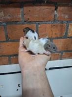 Jonge dwergratjes, Dieren en Toebehoren, Knaagdieren, Oktober, Rat