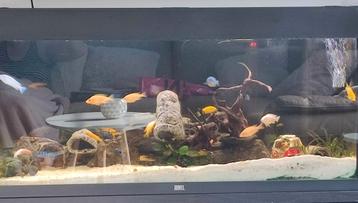 Aquarium Juwel Rio 180 met helialux spectrum led verlichting beschikbaar voor biedingen