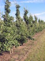 Mooie perenbomen te koop., Tuin en Terras, Planten | Bomen, Lente, Overige soorten, 250 tot 400 cm, Ophalen