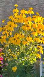 Rudbeckia Laciniata zaden, Slipbladige Rudbeckia, Verzenden, Zaad