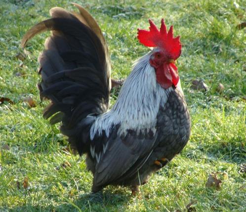 Kippen: Chabo's, Dieren en Toebehoren, Vogels | Overige Vogels, Mannelijk, Tam, Geringd