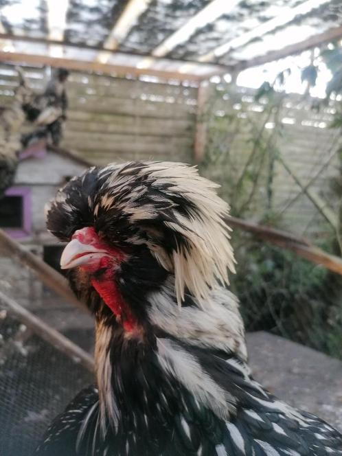 Padua hanen, Dieren en Toebehoren, Pluimvee, Kip, Mannelijk
