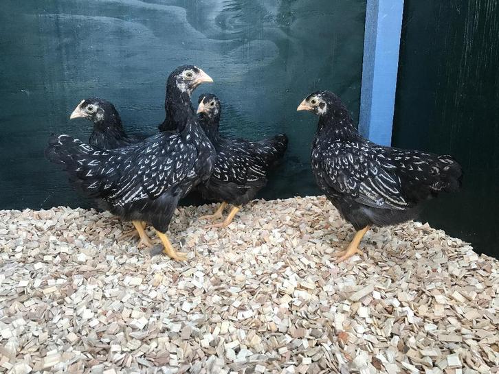 Barnevelder kriel zilver dubbelgezoomd gesekst & ingeënt, Dieren en Toebehoren, Pluimvee, Kip, Vrouwelijk