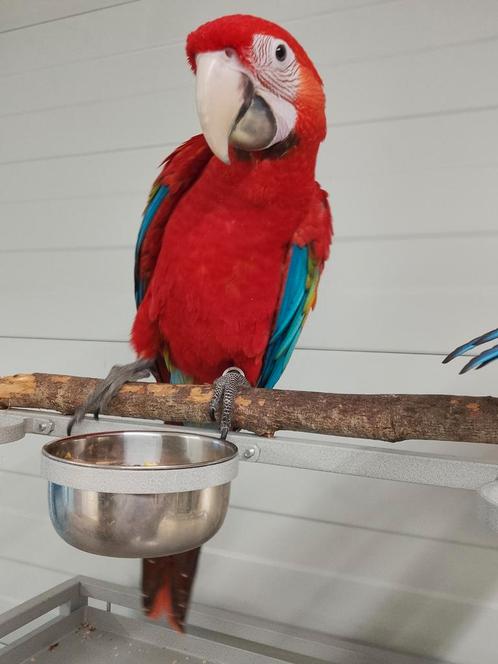 Tamme baby Ruby Ara met DNA en getest op alle ziektes, Dieren en Toebehoren, Vogels | Parkieten en Papegaaien, Papegaai, Mannelijk