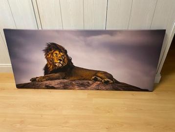 foto op canvas leeuw 60 x 140 cm beschikbaar voor biedingen