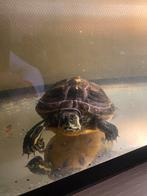 Waterschildpad gratis, Dieren en Toebehoren, Reptielen en Amfibieën