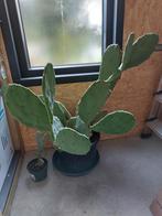 Opuntia ficus indica  cactus, Jardin & Terrasse, Enlèvement, Été