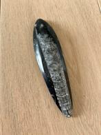 Orthoceras fossiel, Verzamelen, Mineralen en Fossielen, Ophalen, Fossiel