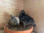 Koppel duivenjongen voor de zware fond met pedigree, Dieren en Toebehoren, Vogels | Duiven