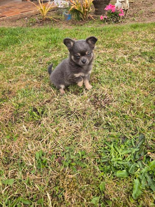 Blauw met tan reutje, Dieren en Toebehoren, Honden | Chihuahua's en Gezelschapshonden, Reu, Chihuahua, Fokker | Professioneel