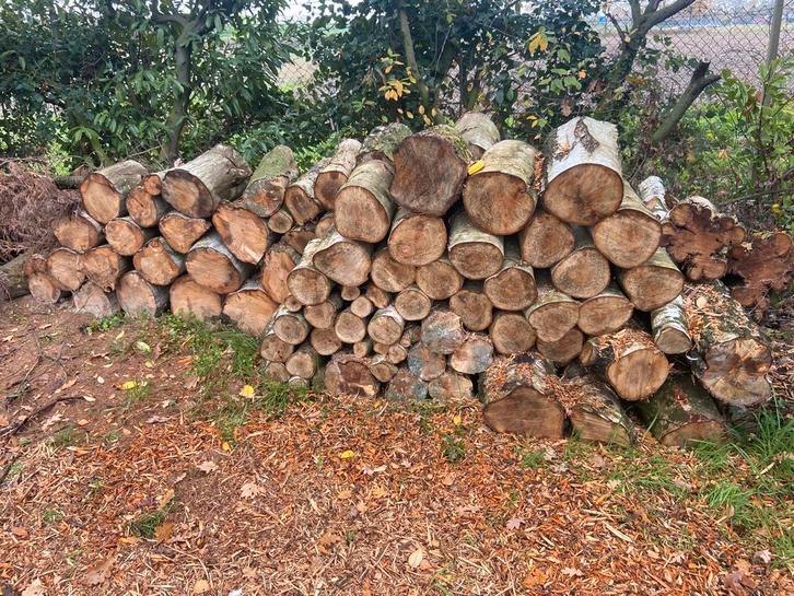Brandhout eik, beuk en berk op rol (zie beschrijving!!), Tuin en Terras, Brandhout, Blokken, Eikenhout, 3 tot 6 m³, Ophalen of Verzenden