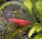 Jeunes crevettes rouges neocaridina, crevettes d'eau douce