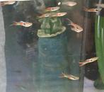 Guppy endler, Dieren en Toebehoren, Vissen | Aquariumvissen