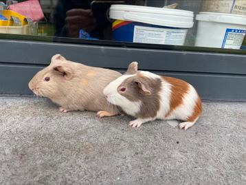 Jonge cavia mannetjes, Dieren en Toebehoren, Knaagdieren, Cavia, Tam