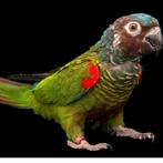 Gezocht, Dieren en Toebehoren