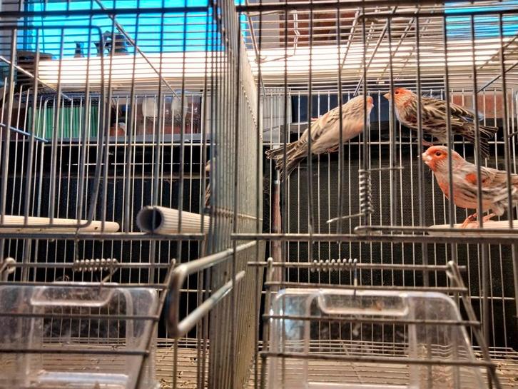 Te bekomen agaat rode mozaïek kleurkanaries jong + overjaars, Dieren en Toebehoren, Vogels | Kanaries, Kleurkanarie, Meerdere dieren