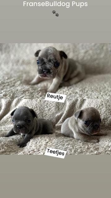 Mooie Franse Bulldog pupjes !!!. beschikbaar voor biedingen