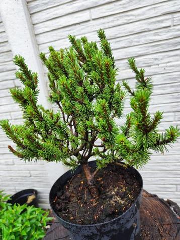 startplant bonsai Pinus mugo Swiss Dwarf beschikbaar voor biedingen