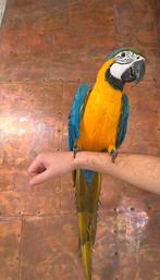 Super tamme blauw gele ara, Dieren en Toebehoren, Papegaai, Pratend
