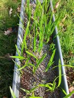 Trachycarpus princeps, Halfschaduw, Ophalen of Verzenden, Lente, Minder dan 100 cm
