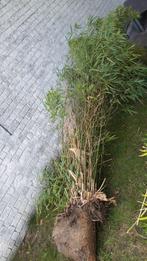 gratis bamboeplant met kluit, Tuin en Terras, Ophalen