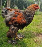 Brahma koppel meerzomig patrijs uit tentoonstellingsfok, Dieren en Toebehoren