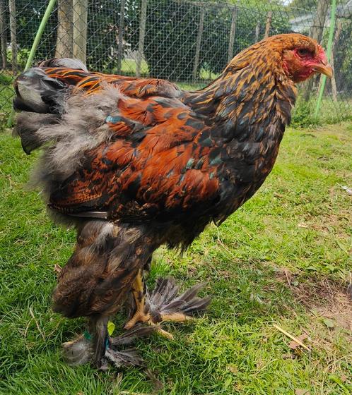 Brahma koppel meerzomig patrijs uit tentoonstellingsfok, Dieren en Toebehoren, Pluimvee