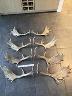 Damherten geweien, Antiek en Kunst, Ophalen