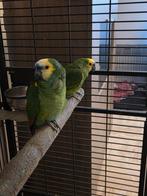 couple amazone front bleu a echanger, Animaux & Accessoires