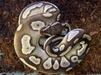 Mojave 100% dh clown/pied ball python, Slang, Tam, 0 tot 2 jaar