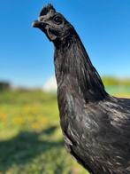 Prachtige Ayam Cemani Haantjes, Dieren en Toebehoren, Pluimvee, Kip