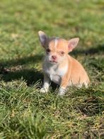 Chihuahua pupjes bij ons geboren, Dieren en Toebehoren, Honden | Chihuahua's en Gezelschapshonden, Parvo, België, 8 tot 15 weken