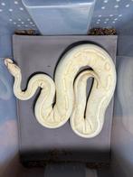 Lot de python reguis ou par unité, Animaux & Accessoires, Serpent, Avec terrarium, 3 à 6 ans