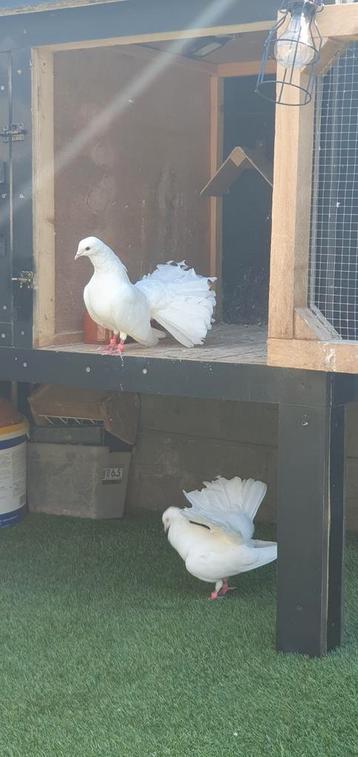 Twee witte duiven, beide mannetjes, te zien in Meer Hoogstr
