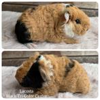 Super leuke Us Teddy cavia, Dieren en Toebehoren, Knaagdieren, Mannelijk, Cavia, Tam