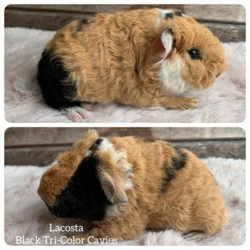 Super leuke Us Teddy cavia  beschikbaar voor biedingen