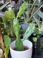 Cactus +25cm 4euro excl cachepot, Huis en Inrichting, Ophalen, Cactus