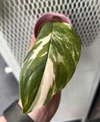 Monstera Lechleriana variegata, Ophalen of Verzenden
