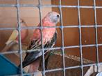Opaline bourkes parkiet, Dieren en Toebehoren, Vogels | Parkieten en Papegaaien, Parkiet, Geringd