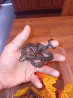 0.0.4 corallus hortulanus of tuinboa, Animaux & Accessoires