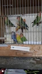 rosei collie, Dieren en Toebehoren, Meerdere dieren, Dwergpapegaai of Agapornis