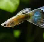 Guppy (gereserveerd), Dieren en Toebehoren