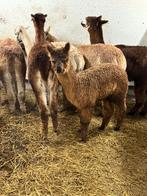 Alpaca merrie, Dieren en Toebehoren, Overige Dieren