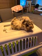 Cavia zeugje, Dieren en Toebehoren, Knaagdieren, Vrouwelijk, Cavia